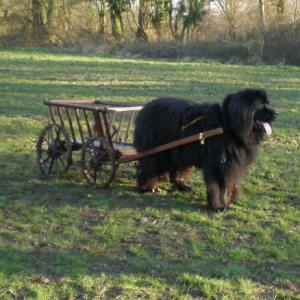 NEWForest Working Dogs