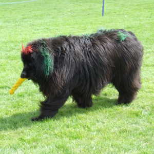 NEWForest Working Dogs