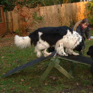 NEWForest Working Dogs