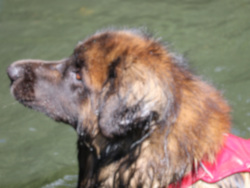 NEWForest Working Dogs